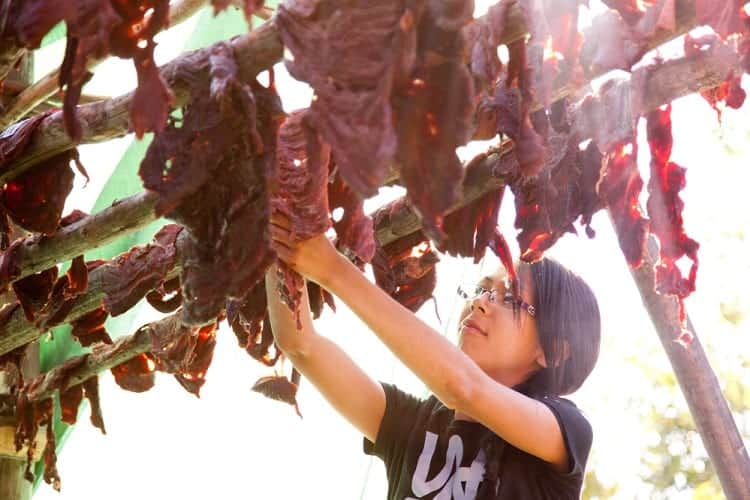Woman Collecting Dry Meat