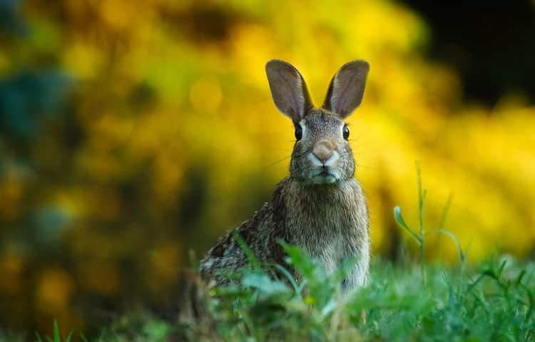 rabbit trap benefits