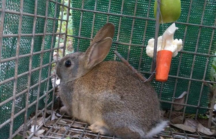 rabbit in trap