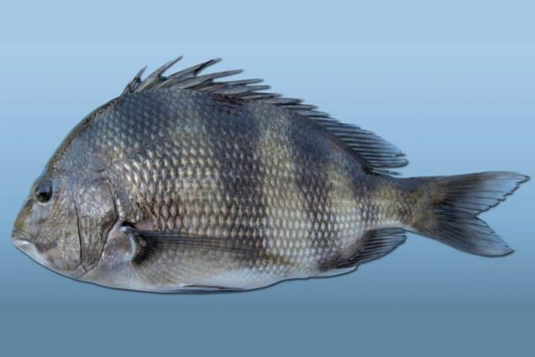 Easiest Fish To Catch Prepping Insider