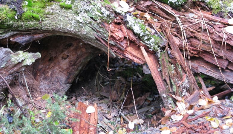 Fallen Tree Shelter
